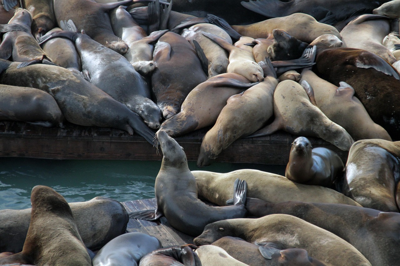 DDOS攻击教程|聚光平台如何自己开户