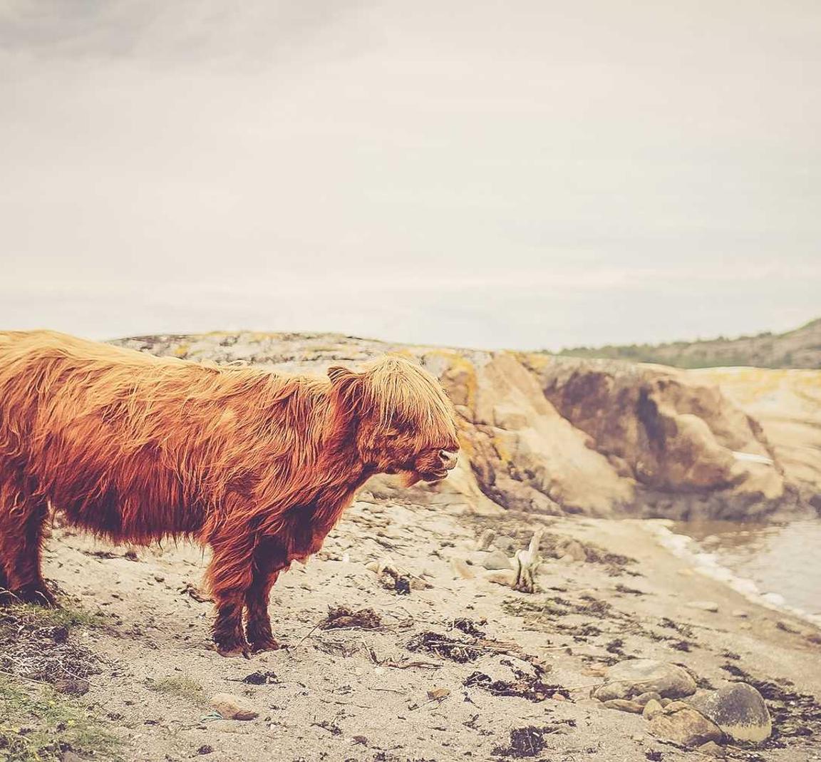 APEX英雄手游：app详情下载教程北京